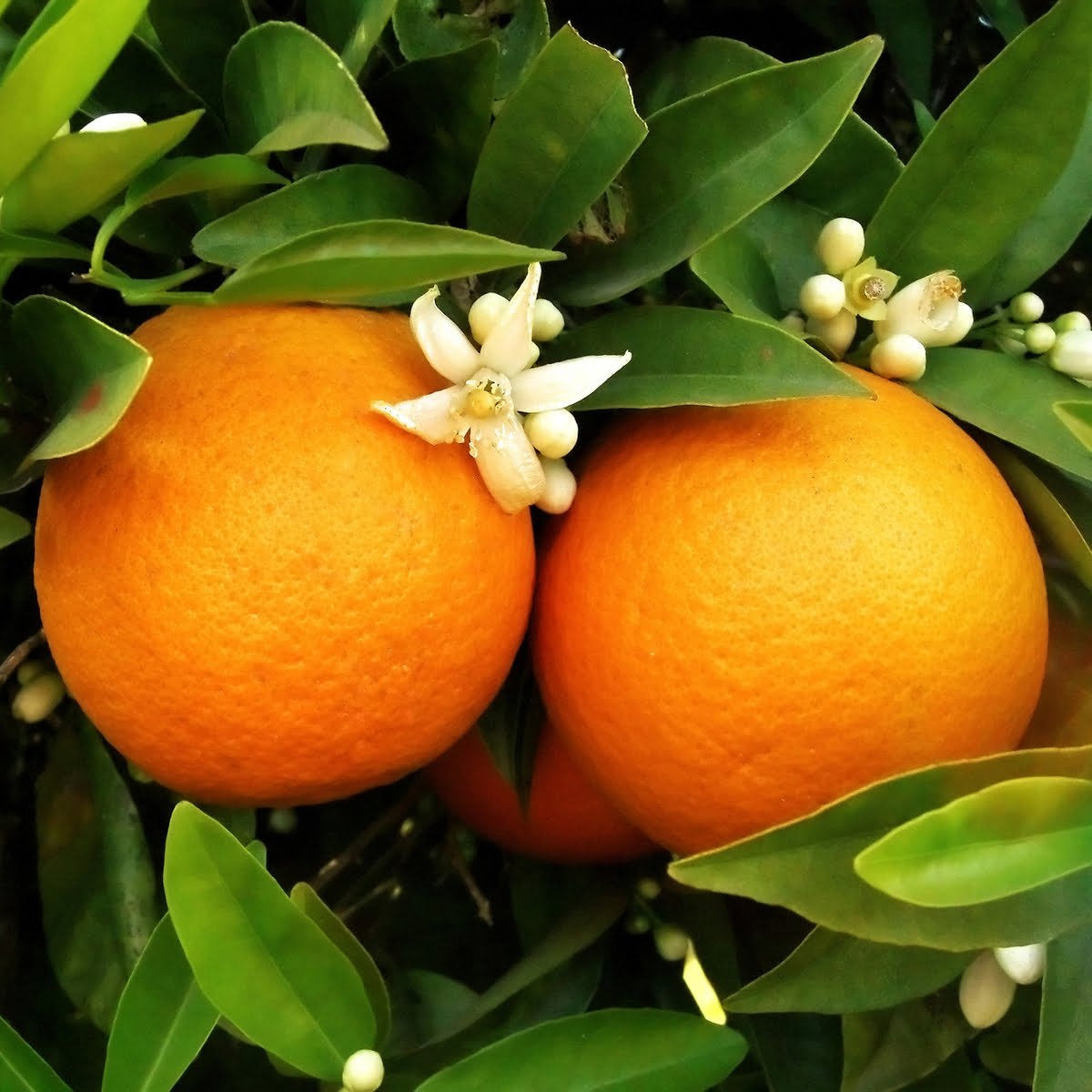 Dwarf Washington Navel Orange (QLD Only) - Ladybird Nursery