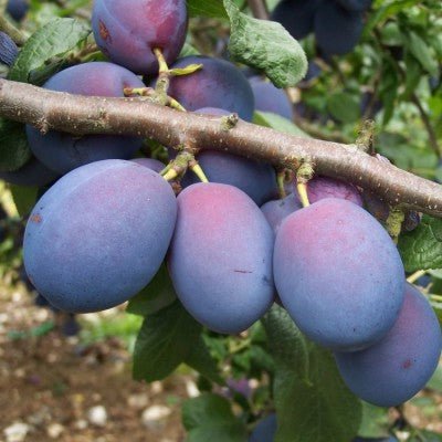 Dwarf Plum ‘Angelina Burdett’ - Ladybird Nursery