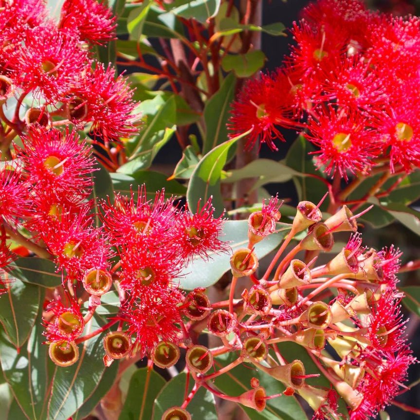 Dwarf Eucalyptus ‘Wildfire’ (Corymbia ficifolia) - Ladybird Nursery