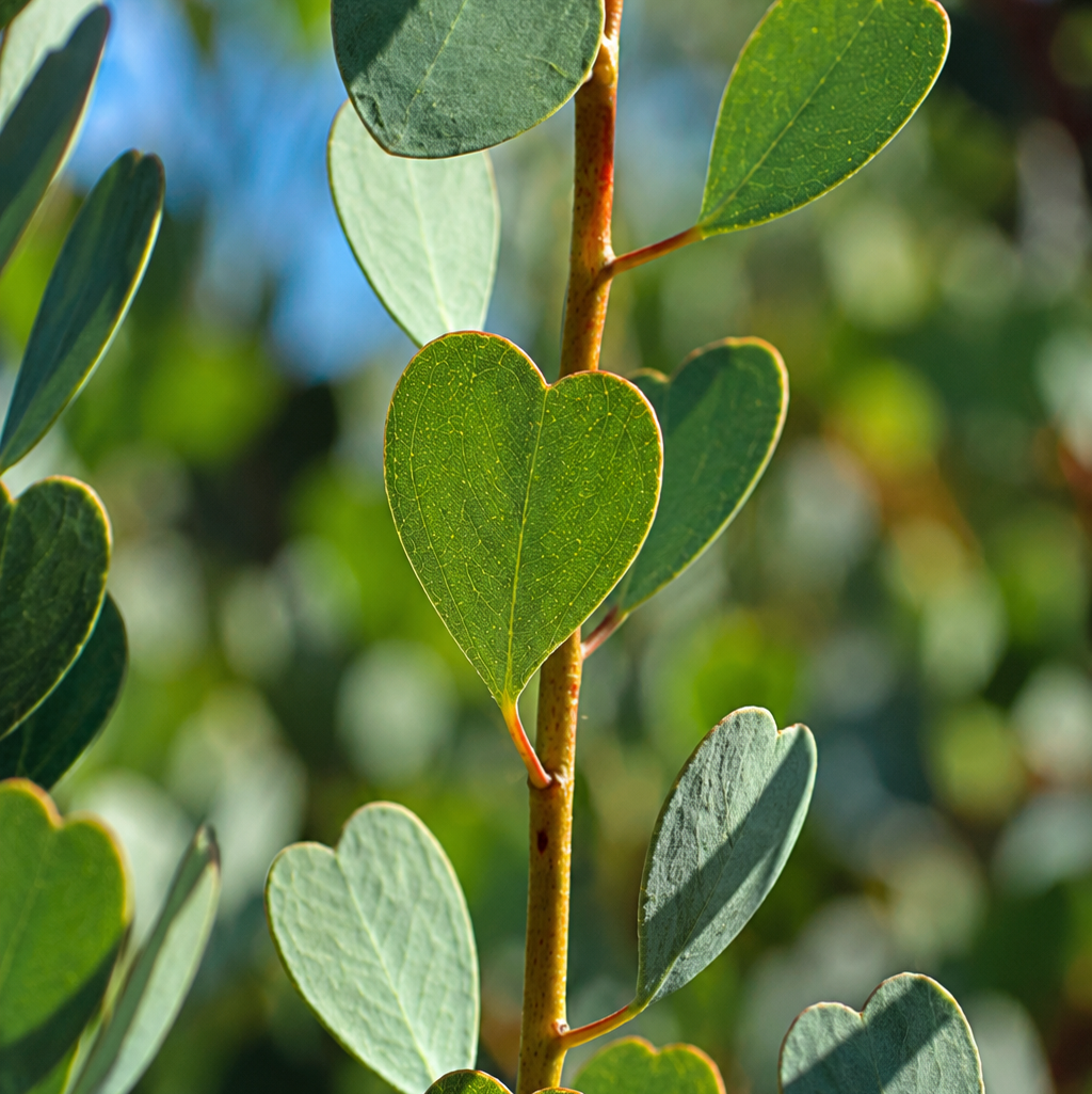 Dwarf Heart Leaf Eucalyptus (Eucalyptus websteriana) - Ladybird Nursery