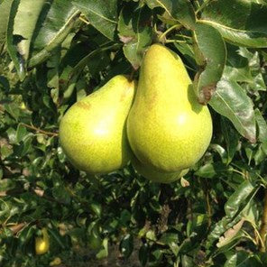 Dwarf Pear 'Sungold' - Ladybird Nursery