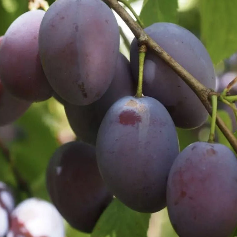 Dwarf Plum "D'agen" - Ladybird Nursery