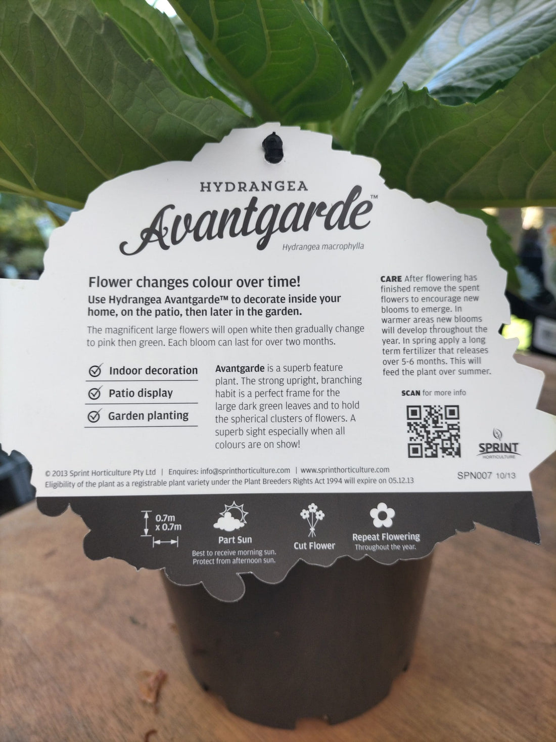 Hydrangea Avantgarde - Ladybird Nursery