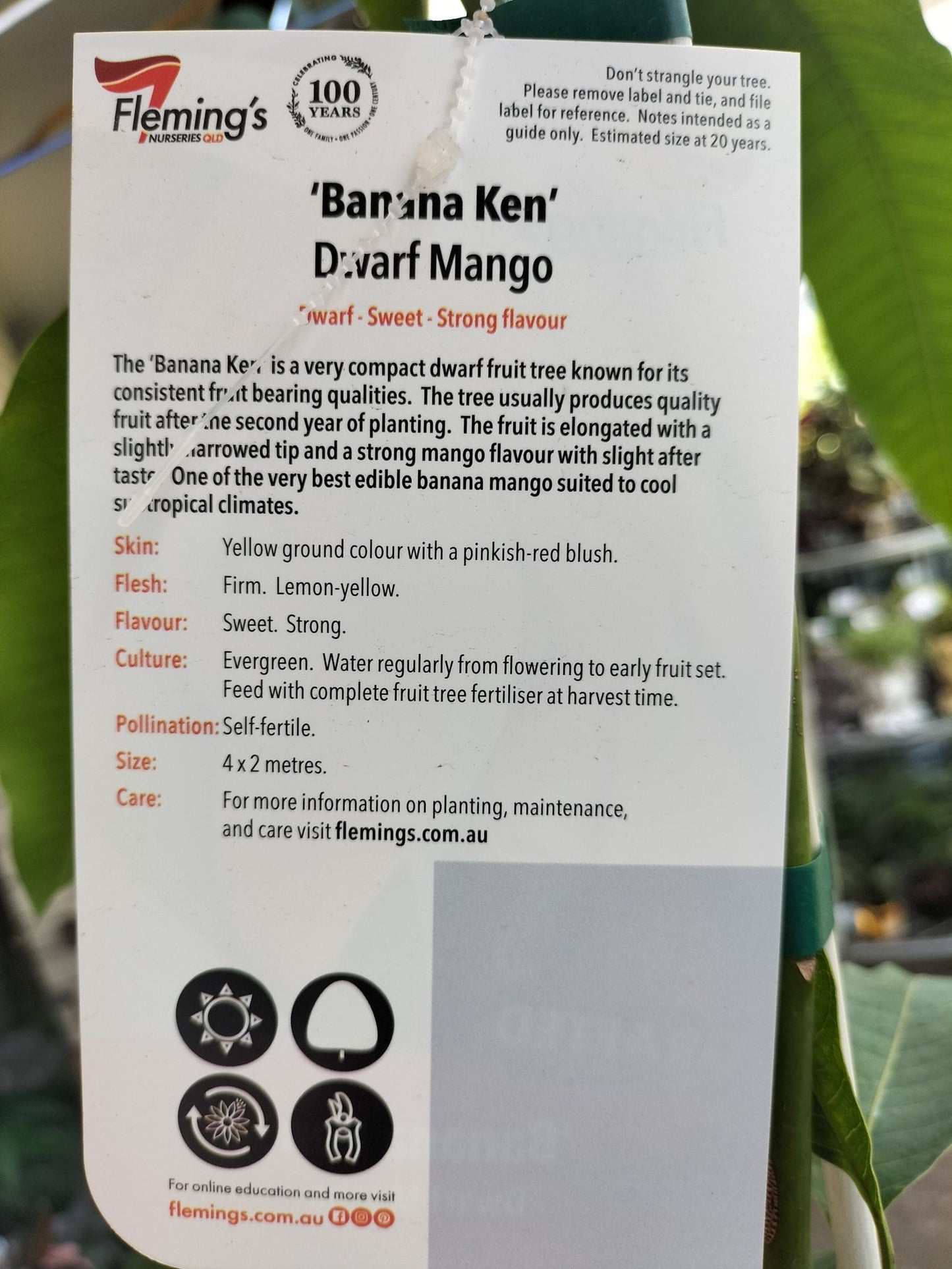 Banana Ken Mango