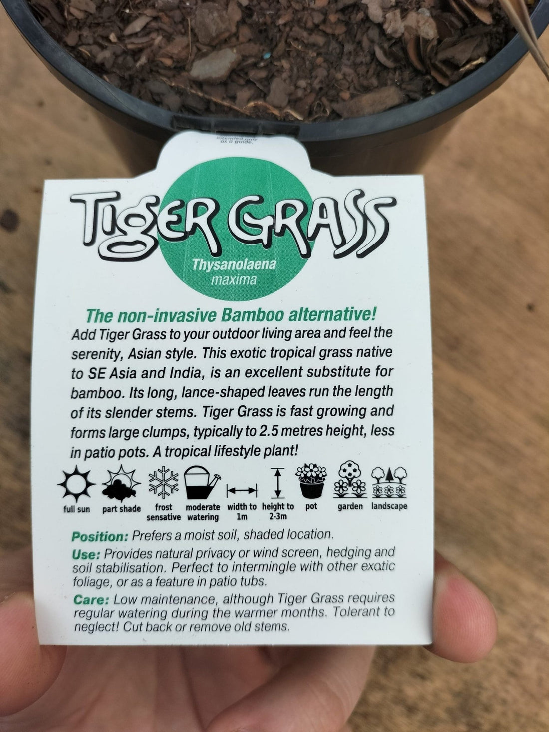 Tiger Grass - Ladybird Nursery