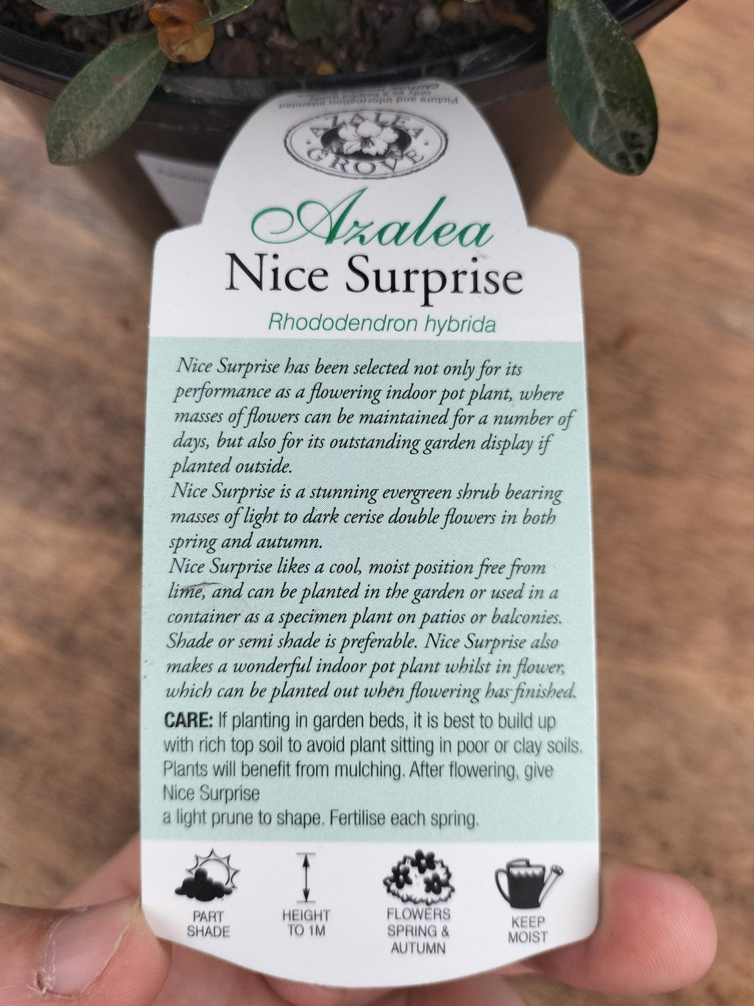 Azalea Nice Surpise - Ladybird Nursery