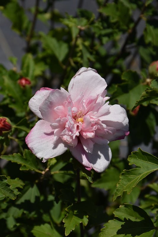 Rose of Sharon Double Pale Pink (Hibiscus syriacus) - Ladybird Nursery