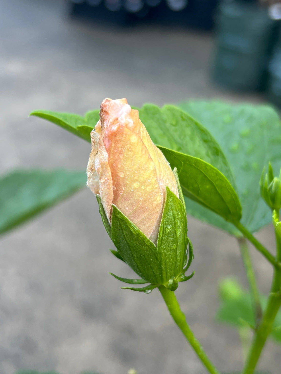 Hibiscus 'Flamenco™ Adonicus White' - Large - Ladybird Nursery
