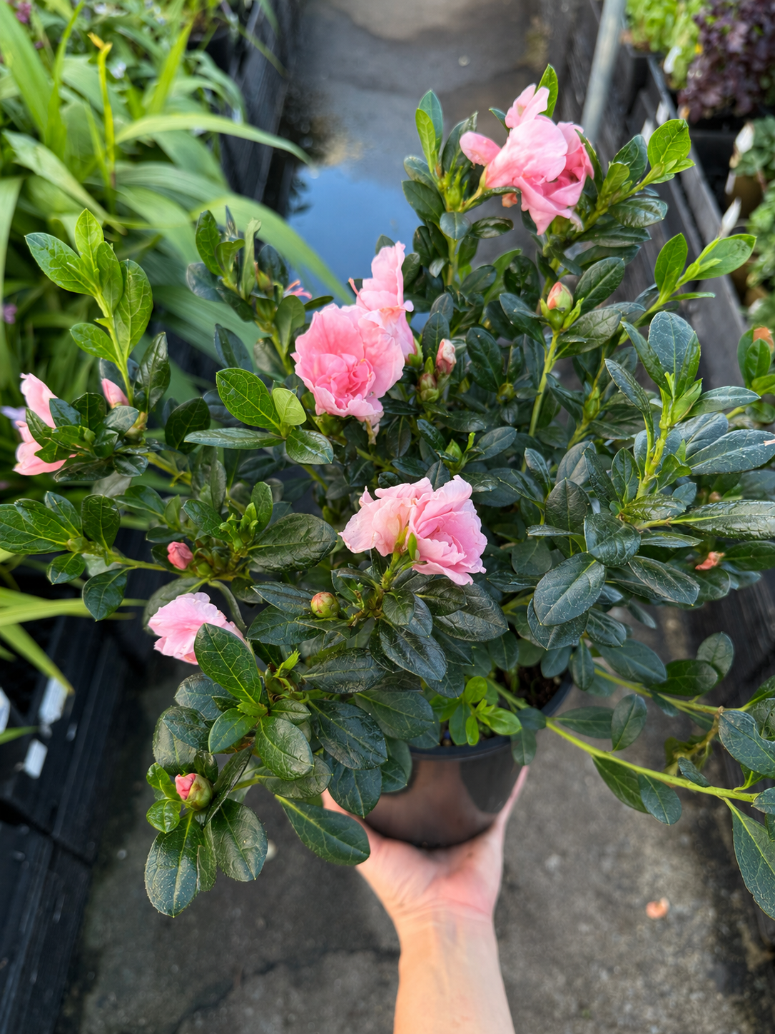 Azalea ‘Christina Matton’ - Ladybird Nursery