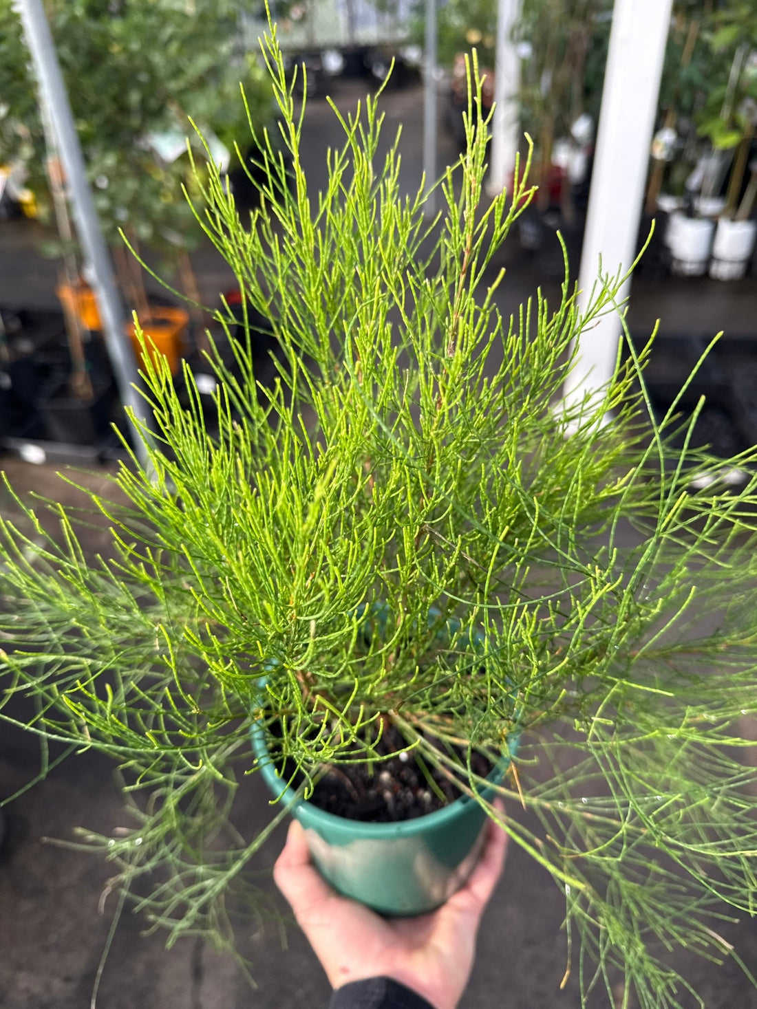 Casuarina glauca 'Greenwave' - Ladybird Nursery
