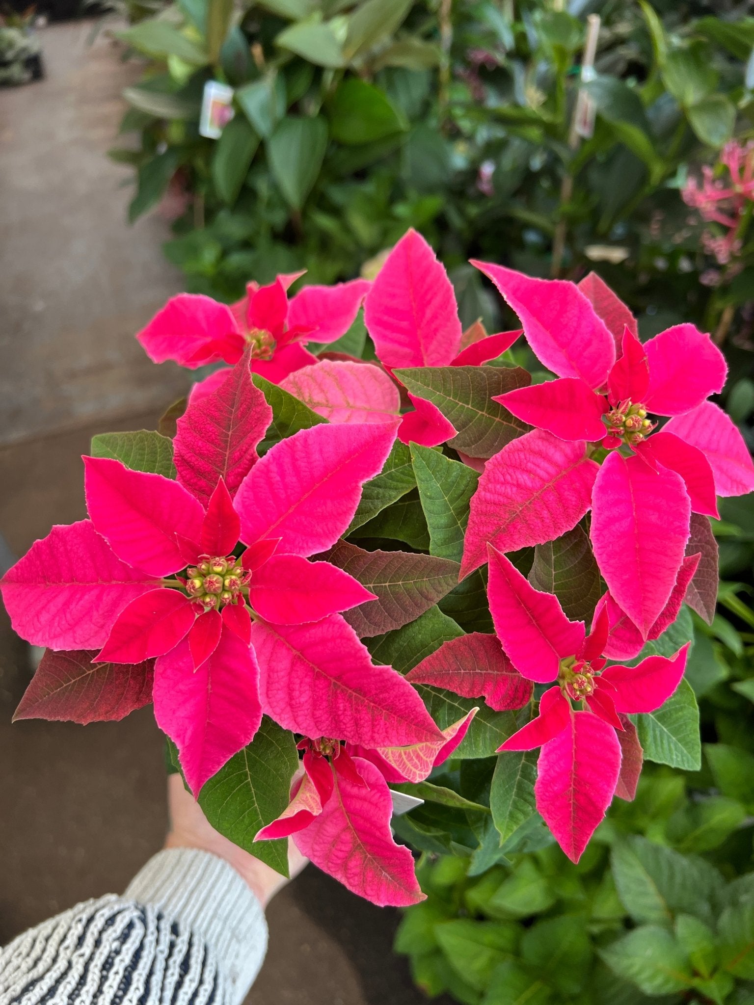 Princettia 'Bright Pink' - Ladybird Nursery