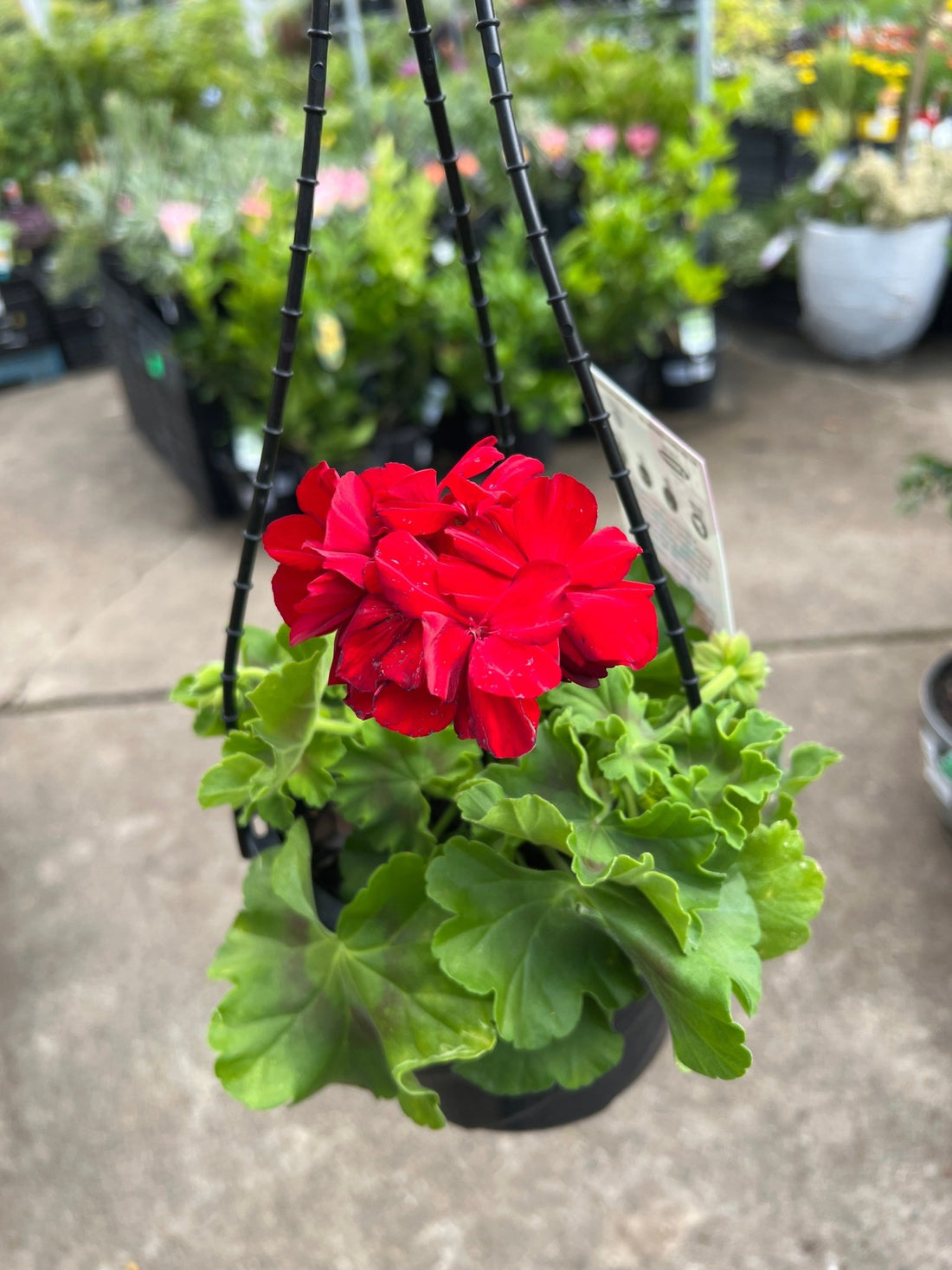 Geranium 'Big Eeze' - Hanger - Ladybird Nursery