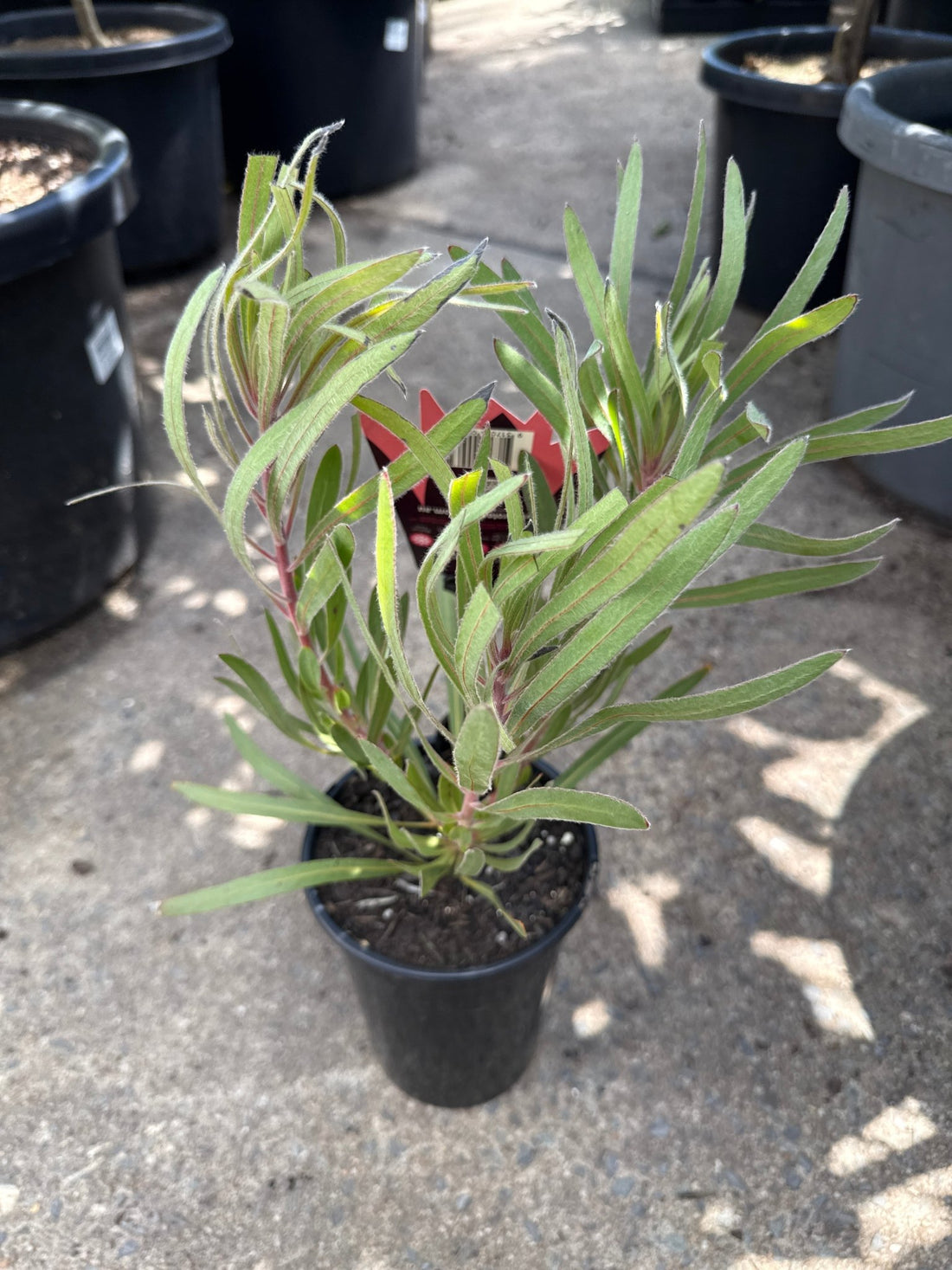 Protea 'Eclipse' - Ladybird Nursery