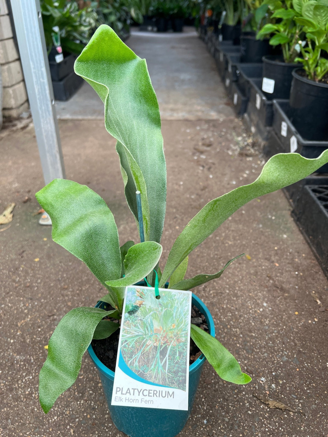 Elkhorn Fern (Platycerium bifurcatum) - Ladybird Nursery