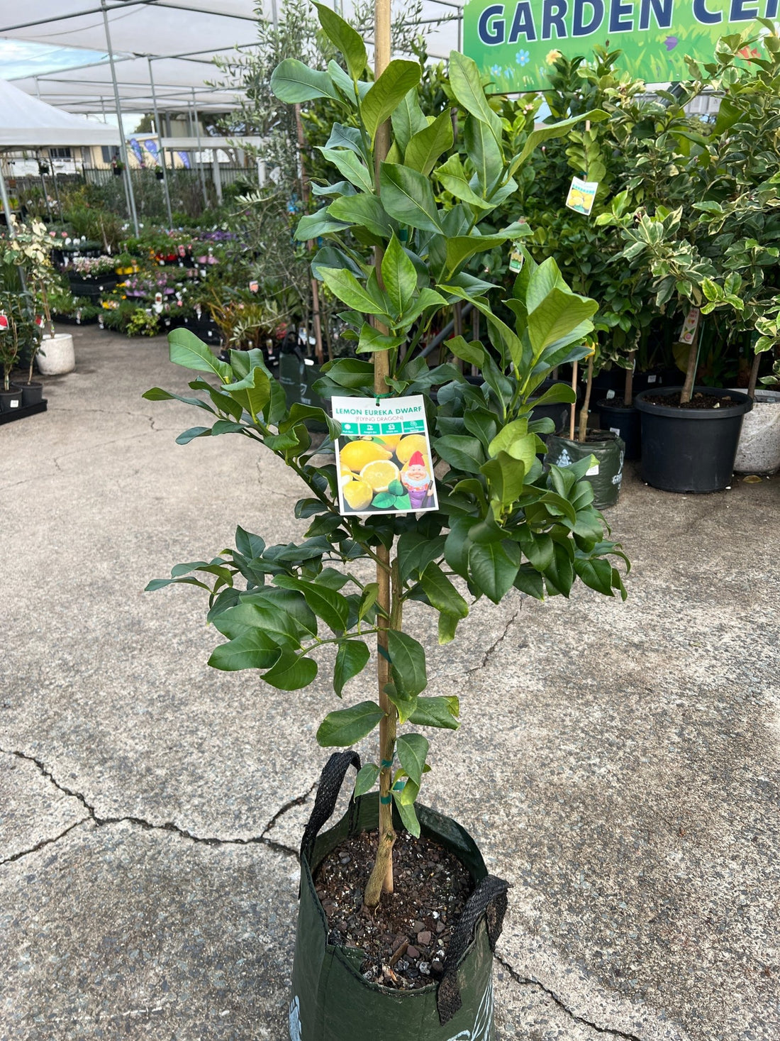 Dwarf Lemon 'Eureka' - Advanced (PICKUP ONLY) - Ladybird Nursery