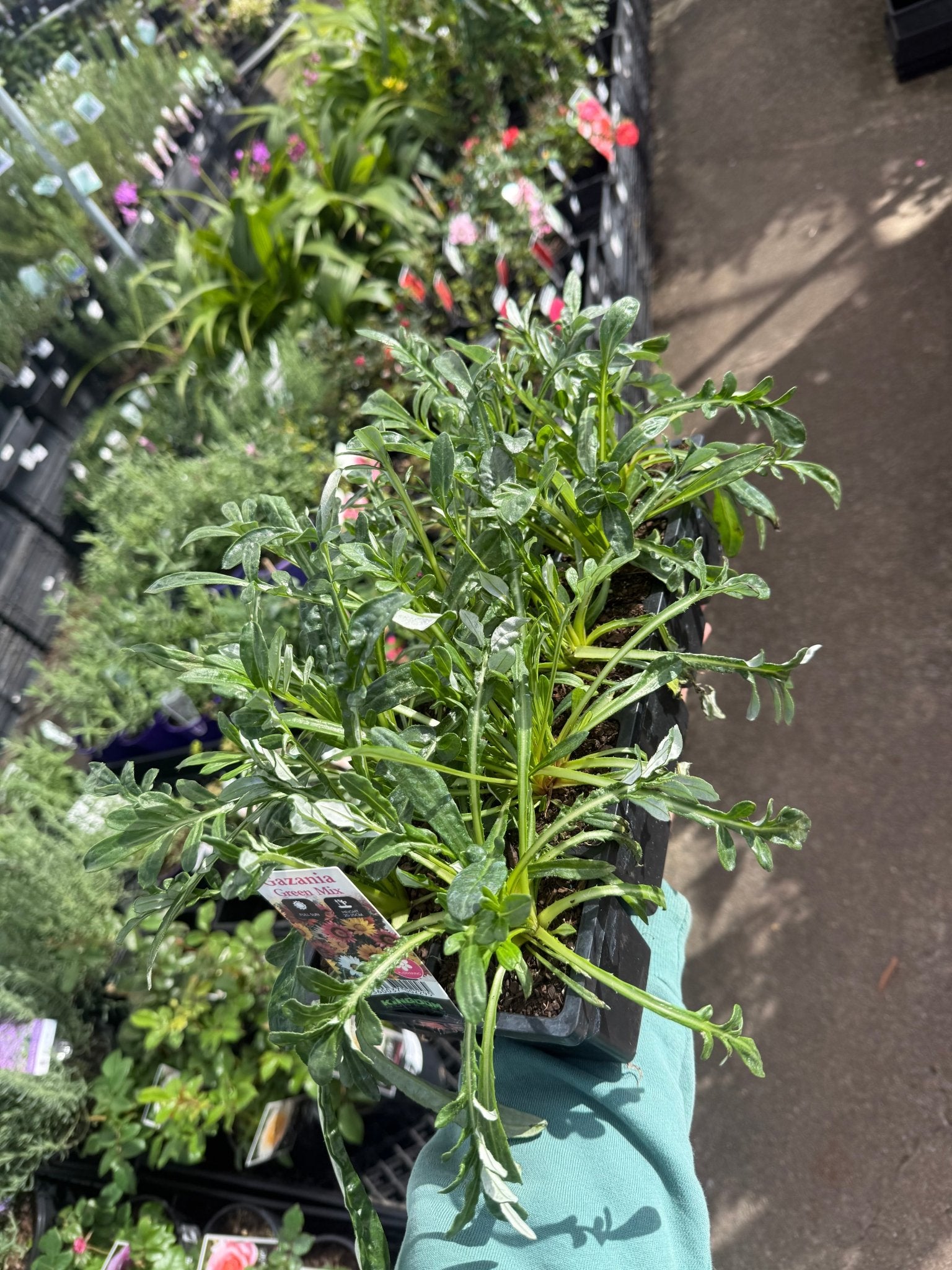 Gazania Green Leaf 10 Cell (PICK UP ONLY)