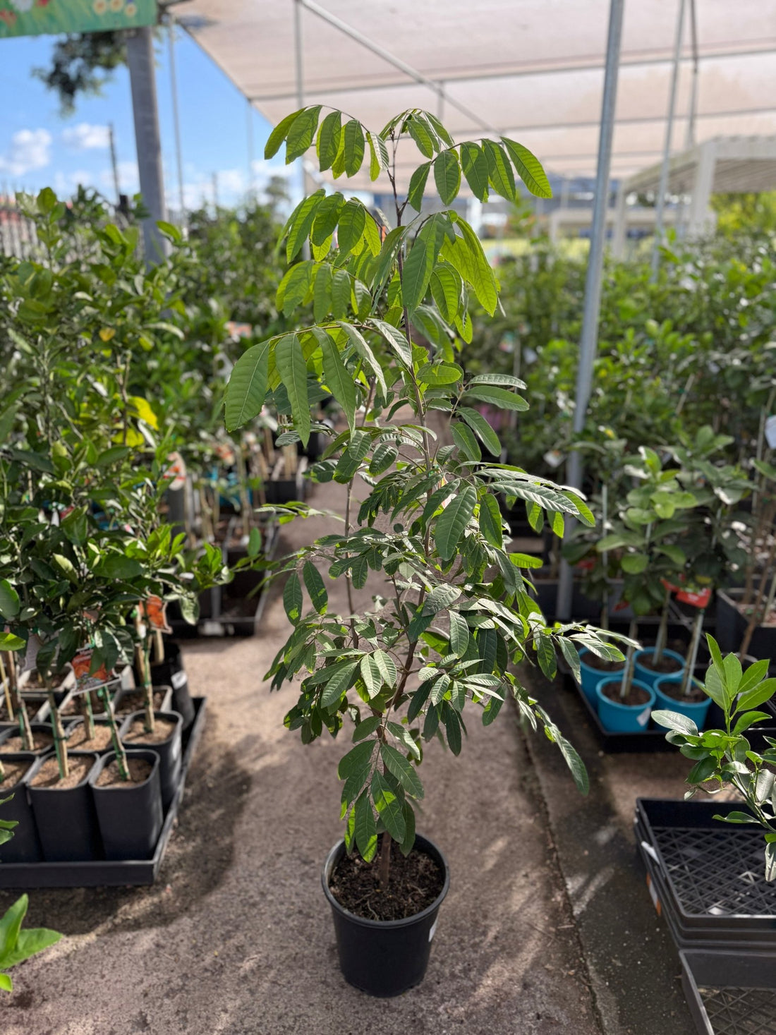 Longan 'Haew' - Advanced (PICKUP ONLY) - Ladybird Nursery