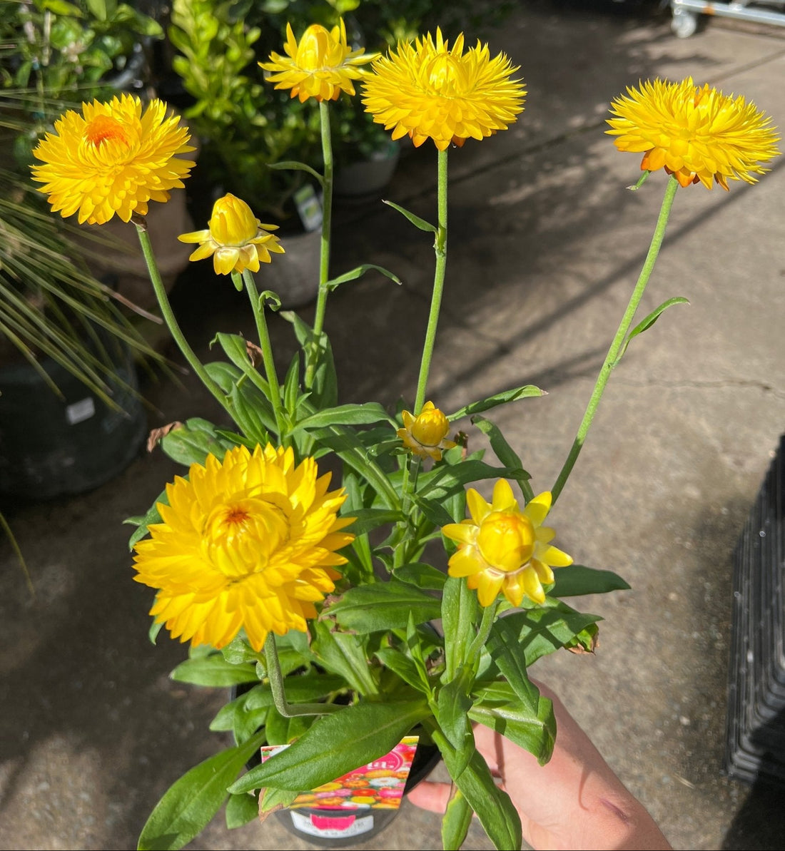 Paper Daisy 'Granvia' (Bracteantha bracteata) - Ladybird Nursery