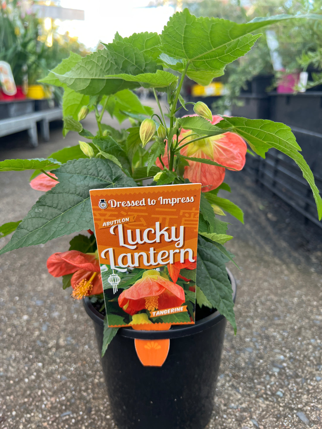 Chinese Lantern Lucky Tangerine (Abutilon hybrida)