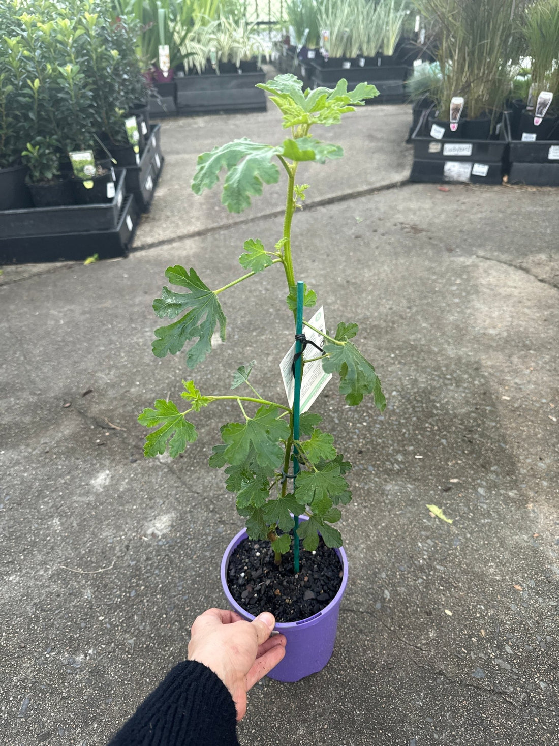 Blue Hibiscus West Coast Gem (Alyogyne huegelii) - Ladybird Nursery