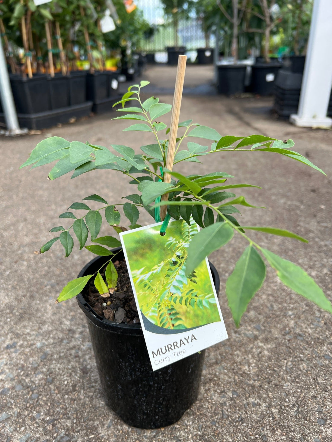 Curry Tree (Murraya koenigii) - Ladybird Nursery