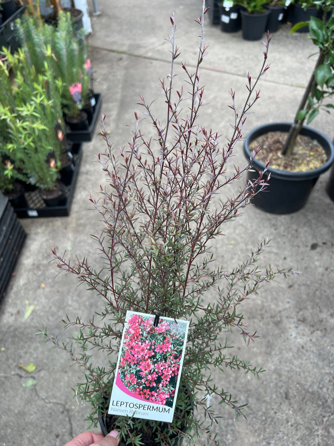 Dwarf Leptospermum 'Nanum Rubrum' (Leptospermum scoparium) - Ladybird Nursery