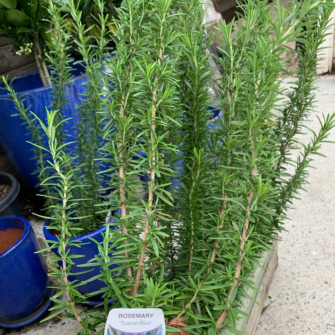 Rosemary Assorted (Rosmarinus officinalis) - Ladybird Nursery