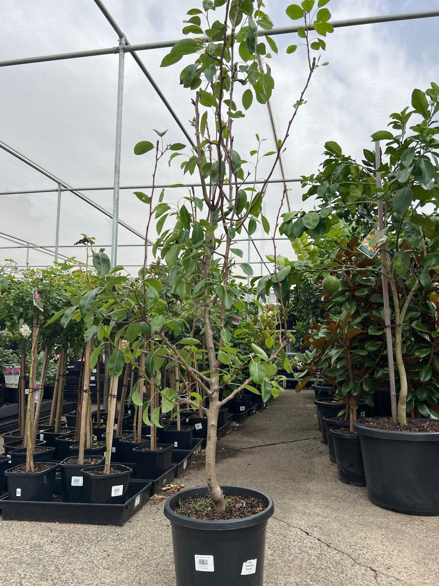 Pear 'Packhams Triumph' (PICKUP ONLY) - Ladybird Nursery