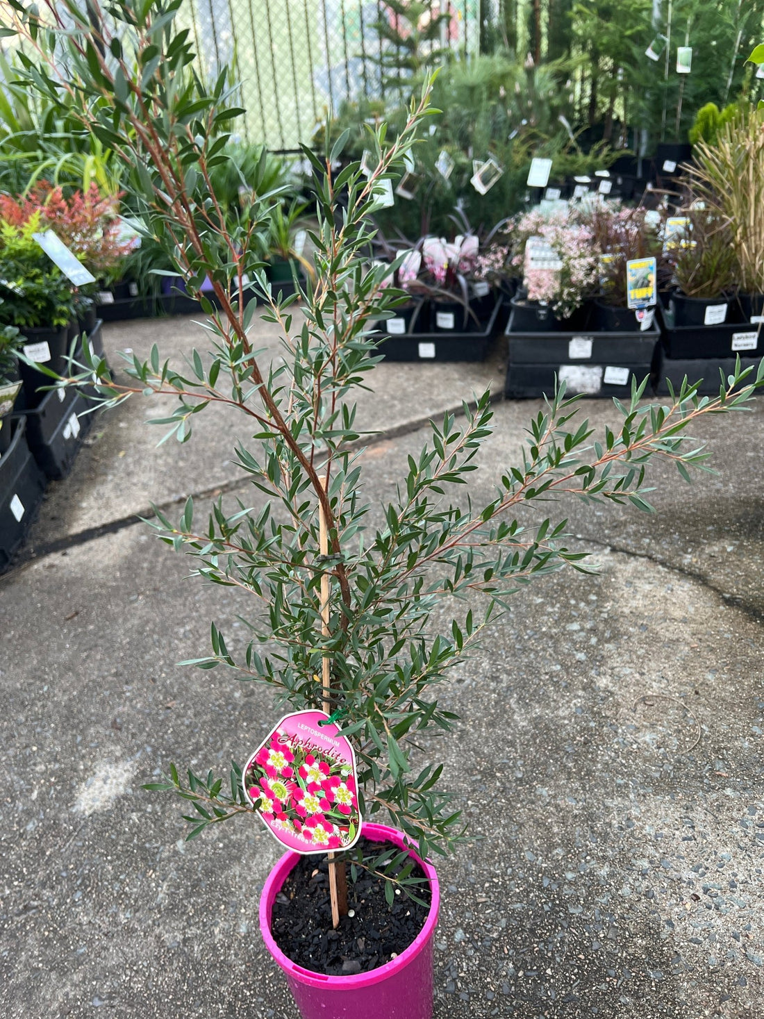 Leptospermum 'Aphrodite' - Ladybird Nursery
