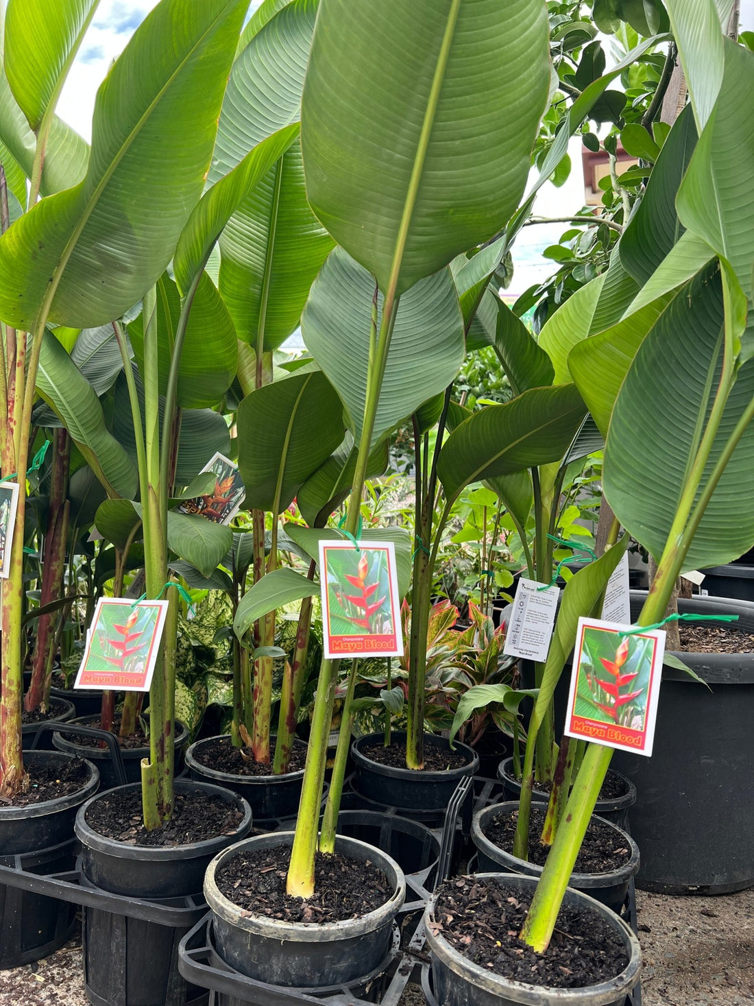 Heliconia champneiana 'Maya Blood' - Ladybird Nursery