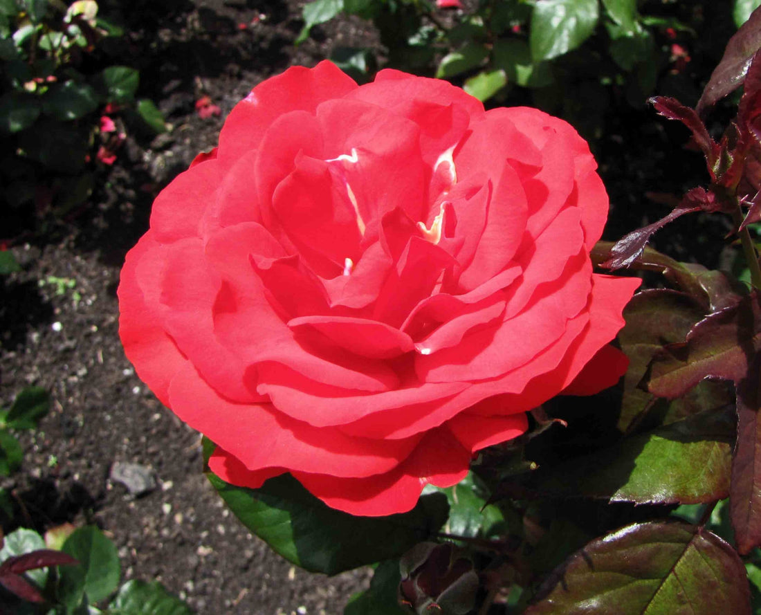 Rose Warrior (Rosa) - Ladybird Nursery