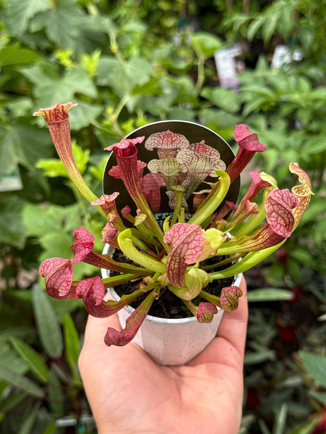 Pitcher Plant (Sarracenia Hybrids) - Ladybird Nursery