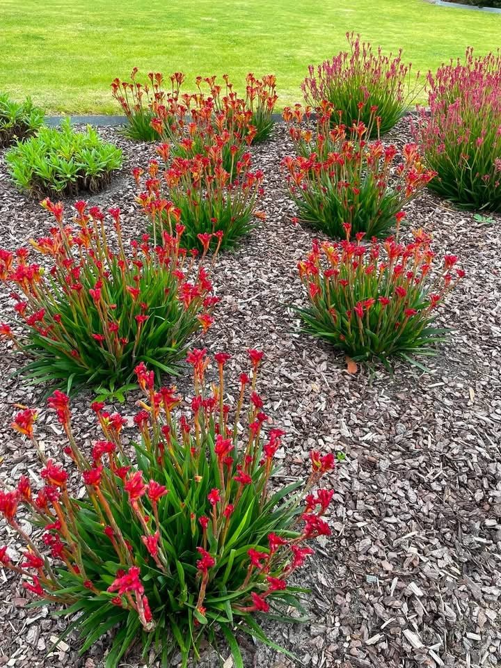 Kangaroo Paw 'Bush Surprise' (Anigozanthos) - Ladybird Nursery