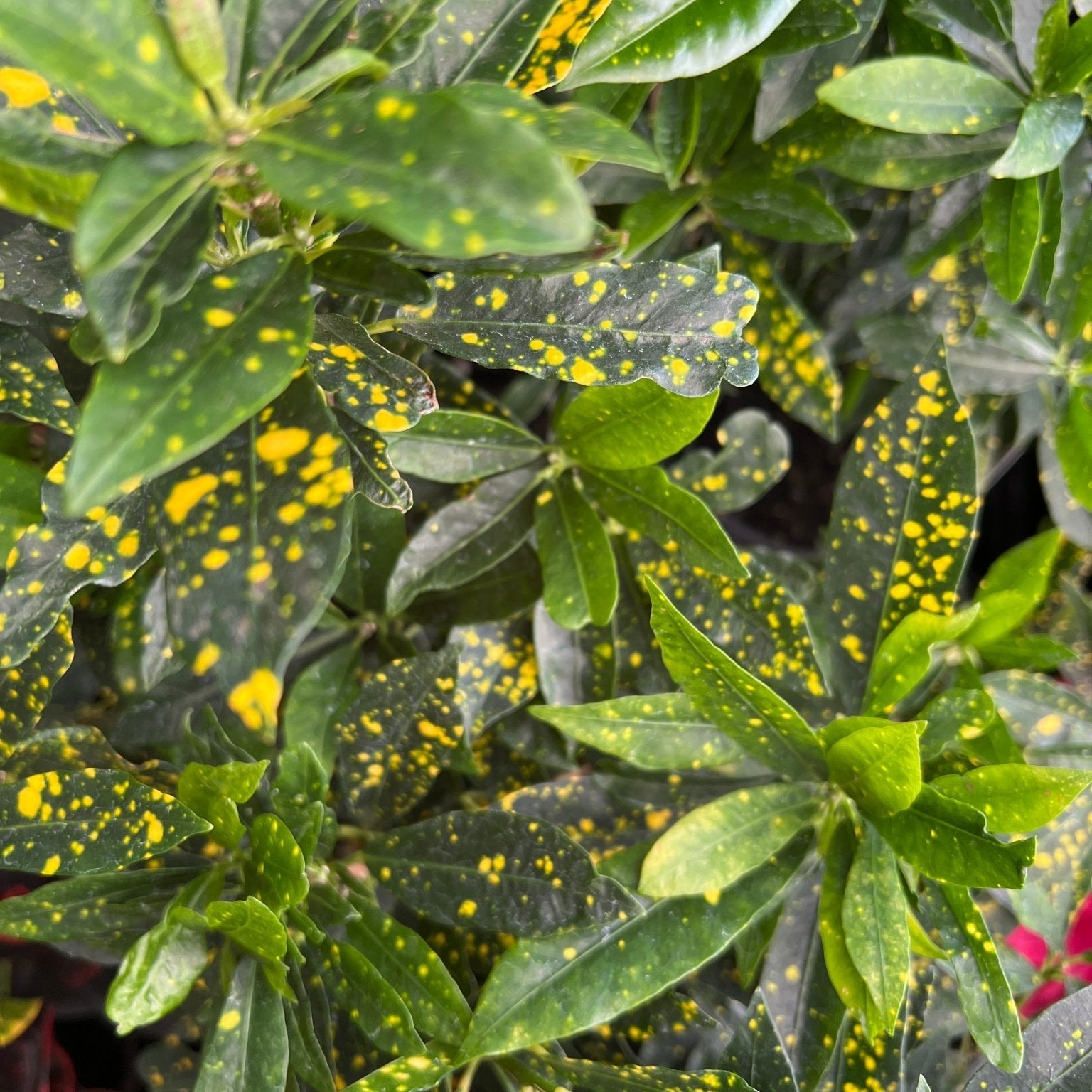 Croton 'Mad Painter' (Codiaeum variegatum) - Ladybird Nursery