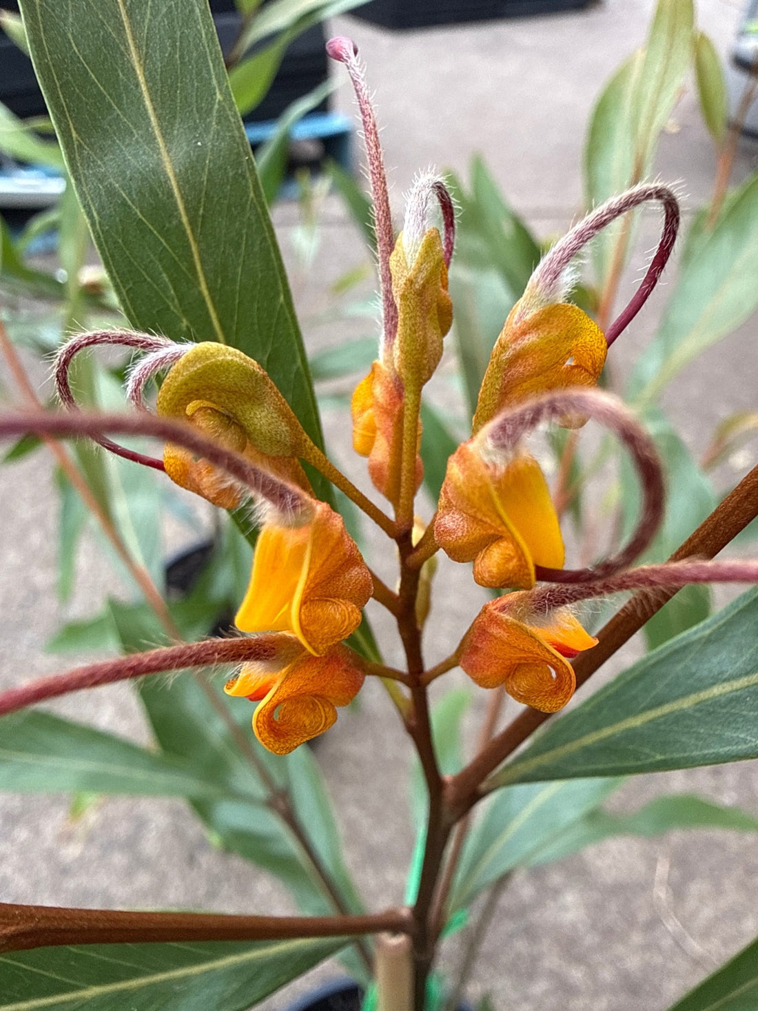 Grevillea Orange Marmalade - Ladybird Nursery