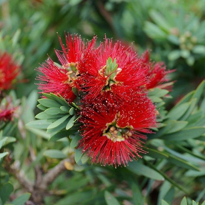 Dwarf Callistemon ‘Better John™’ - Ladybird Nursery