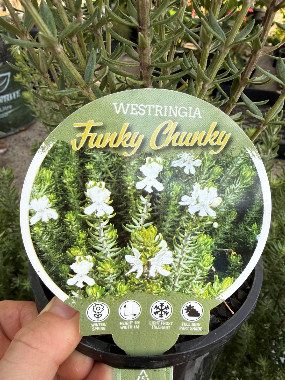 Coastal Rosemary 'Funky Chunky' (Westringia fruticosa) - Ladybird Nursery