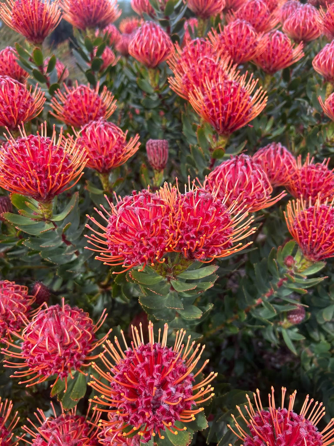 Leucospermum 'Carnival Red' - Ladybird Nursery