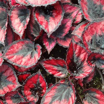 Begonia 'Red Kiss' - Ladybird Nursery