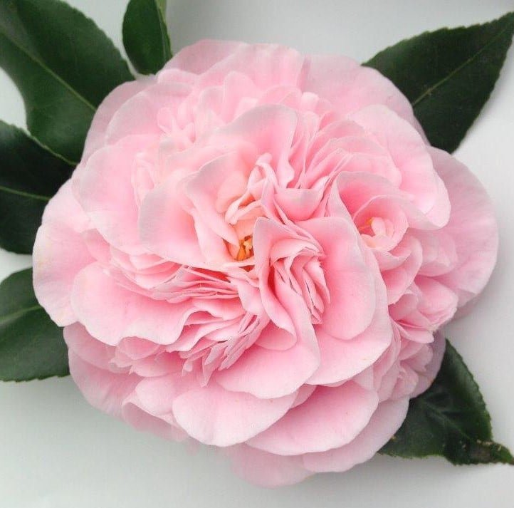 Camellia 'Debutante' (Camellia japonica) - Ladybird Nursery