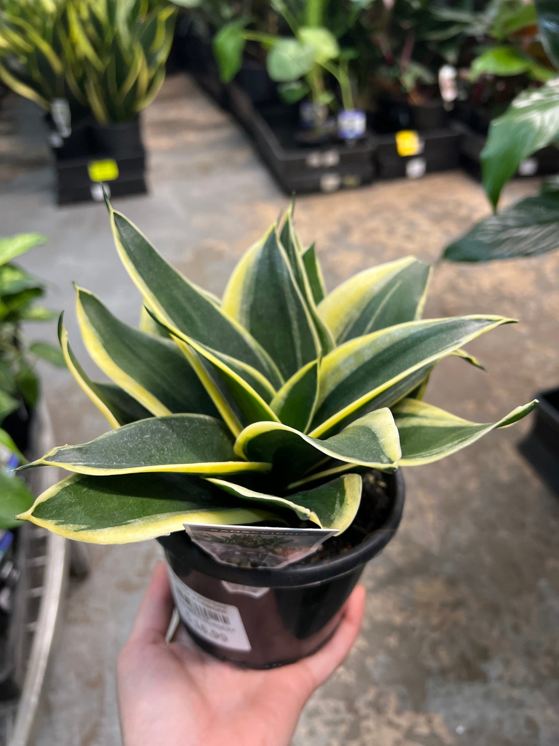Snake Plant 'Hahnii Gold' (Sansevieria Trifasciata) - Ladybird Nursery