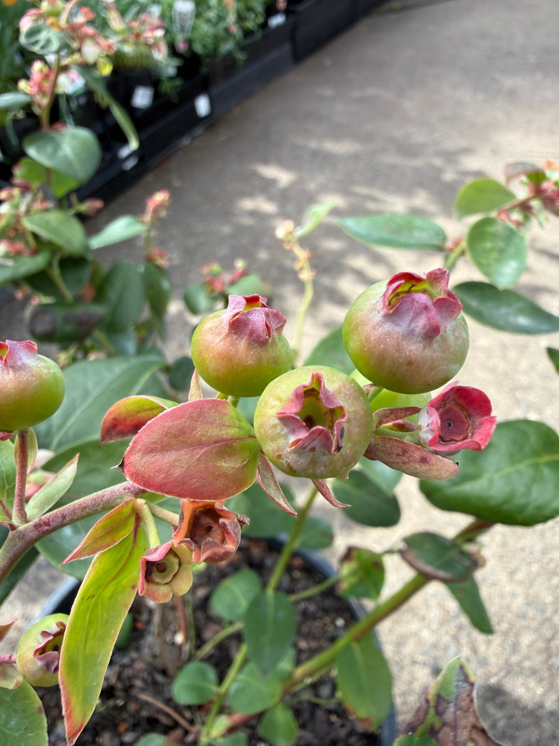 Blueberry 'Sharpe Blue' - Large - Ladybird Nursery