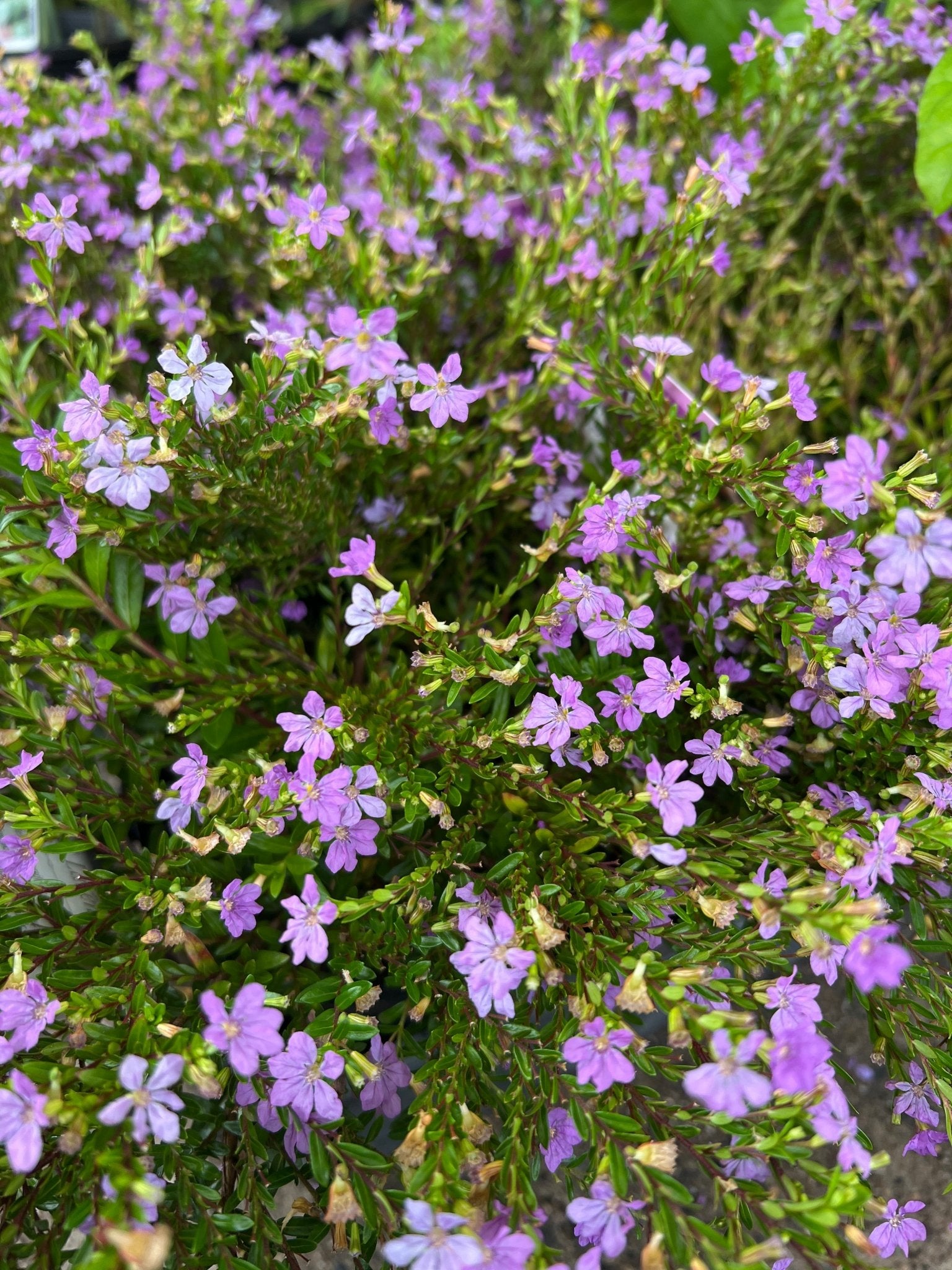 Cuphea Lavender (Cuphea FloriGlory) - Ladybird Nursery