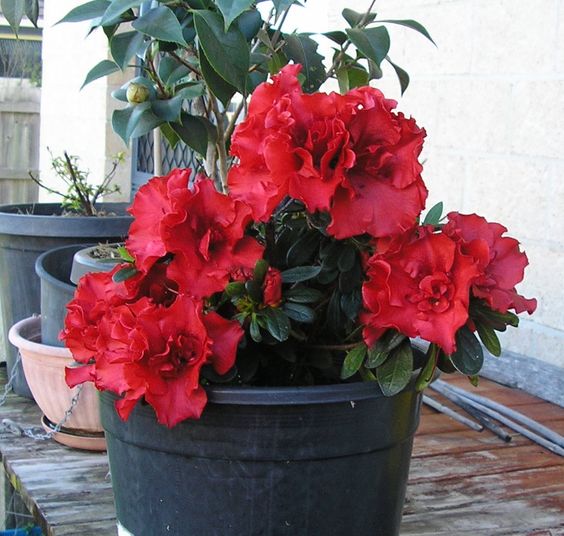 Azalea Elsa Karga - Ladybird Nursery