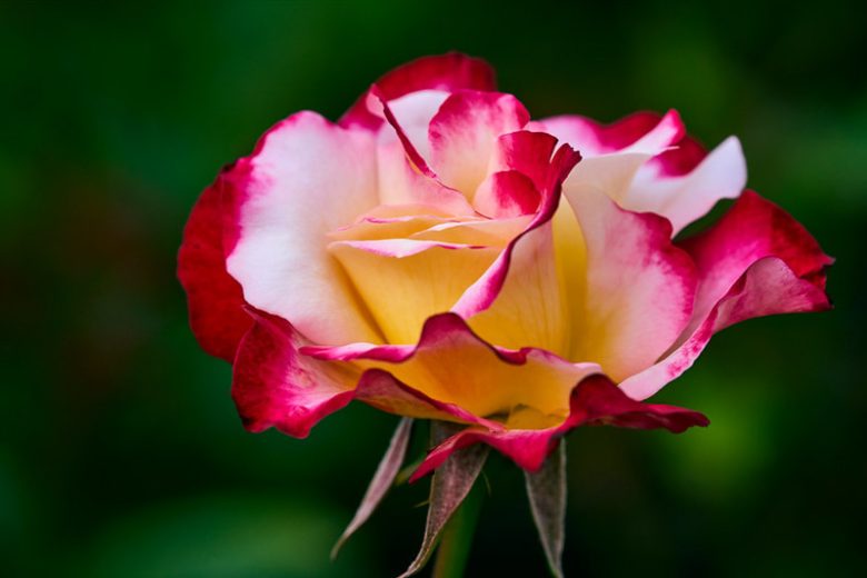Rose ‘Double Delight’ 3ft Standard - Ladybird Nursery
