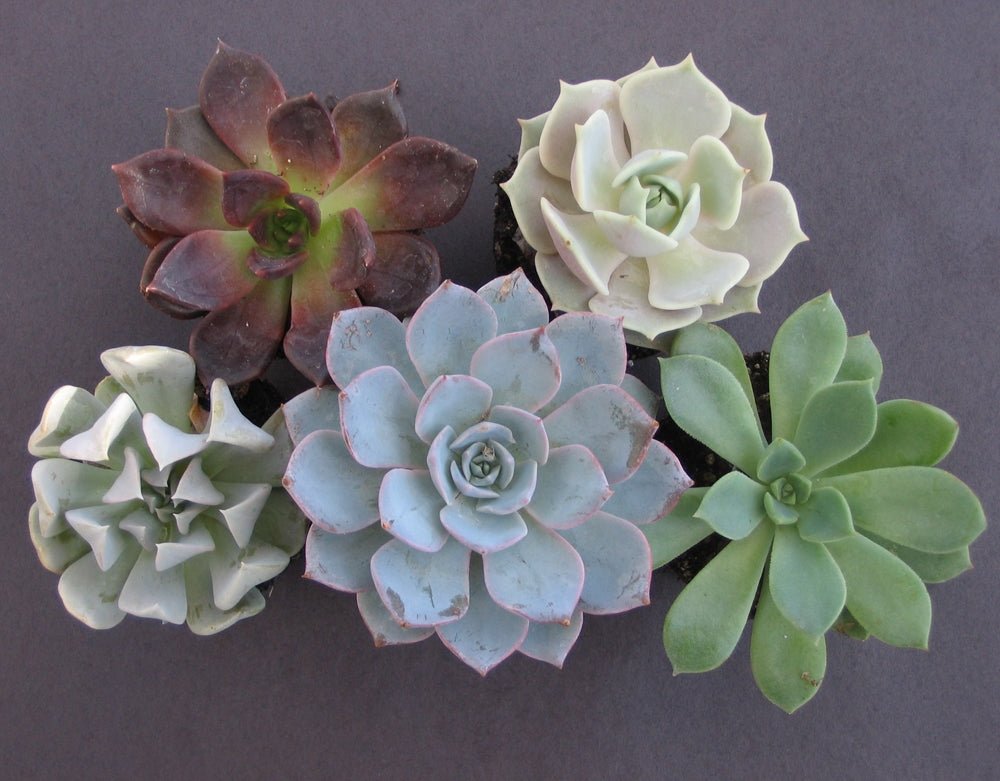 Hens and Chicks Assorted (Echeveria spp.) - Ladybird Nursery