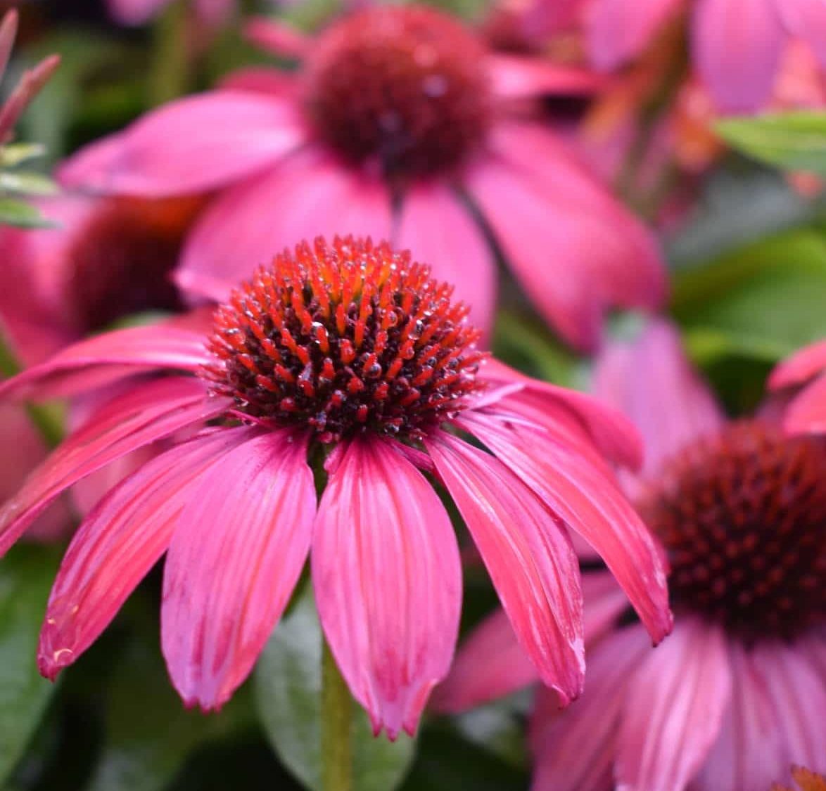 Coneflower Magic Vintage Pink (Echinacea Sun) - Ladybird Nursery