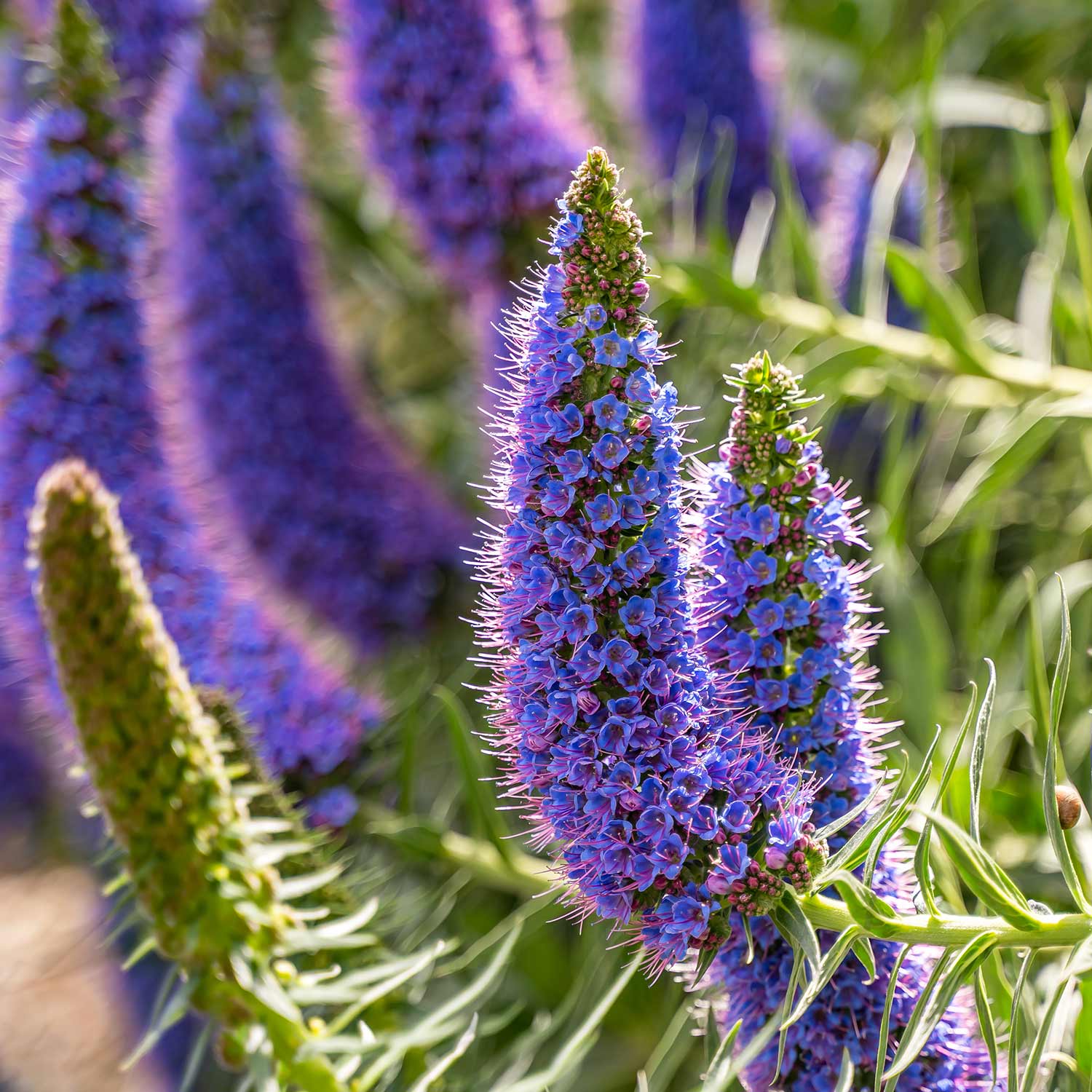 Pride of Madeira (Echium candicans) - Ladybird Nursery