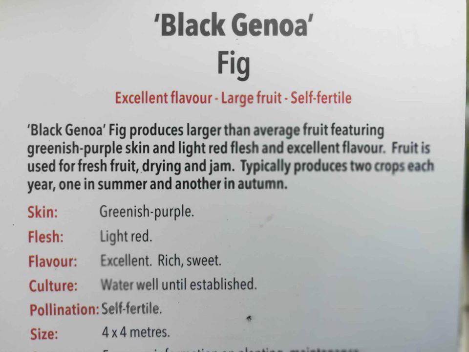 Black Genoa Fig - Medium - Ladybird Nursery