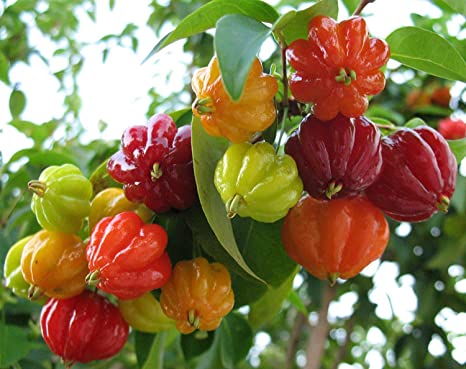 Brazil Cherry - Ladybird Nursery